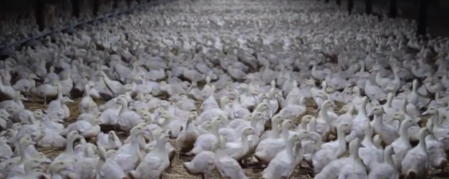 Ducks in an intensive shed